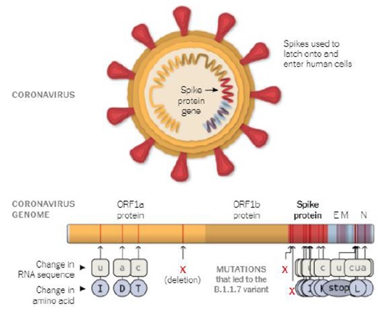 varian-baru-virus-corona-inggris2