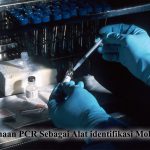 Kegunaan PCR- Alat Identifikasi Molekuler Pada Tanaman