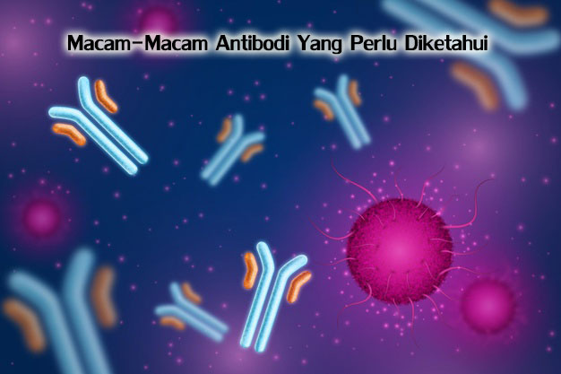 macam-macam-antibodi-yang-perlu-diketahui