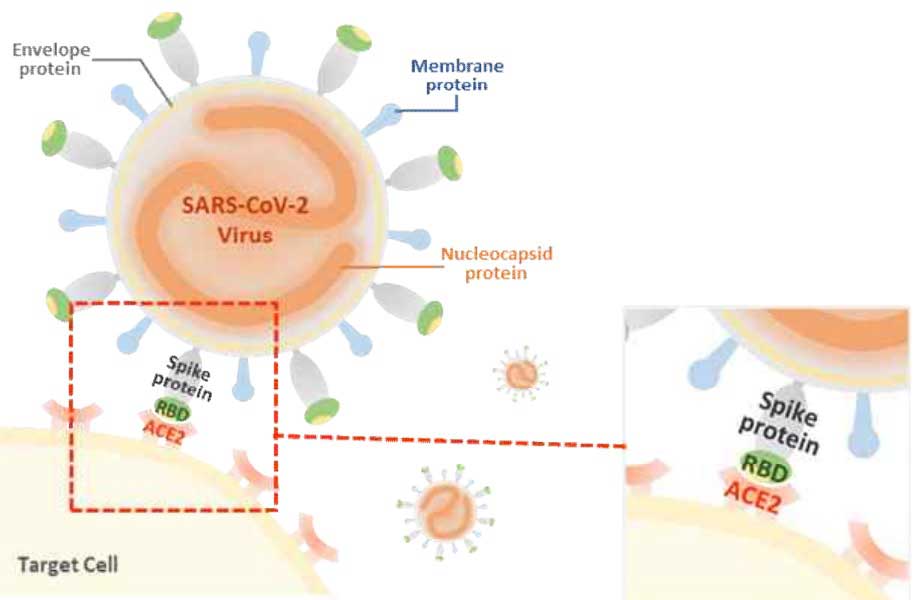 hubungan-antara-neutralizing-antibody-dan-sars-cov-2
