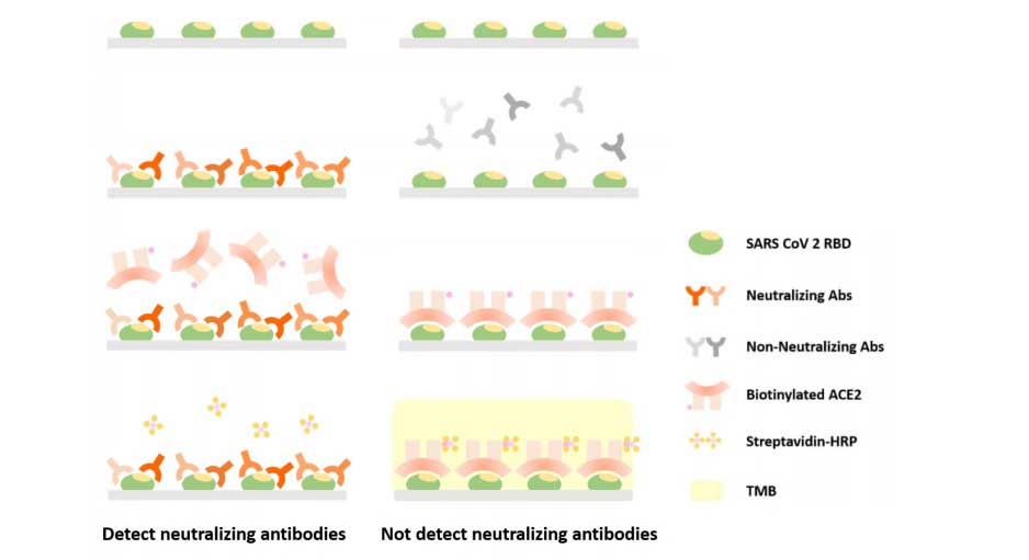 skema-tahapan-pengujian-neutralizing-antibody