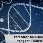 Apa Yang dimaksud dengan DNA dan RNA?