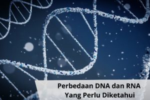 Apa Yang dimaksud dengan DNA dan RNA?