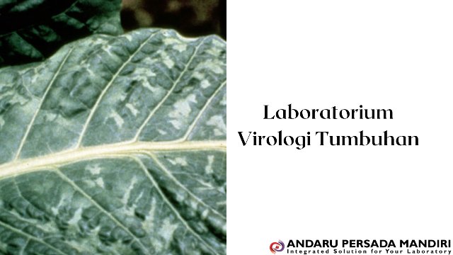 contoh gambar laboratorium virologi tumbuhan