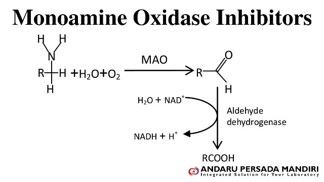 ilustrasi gambar Monoamine Oxidase Inhibitors 