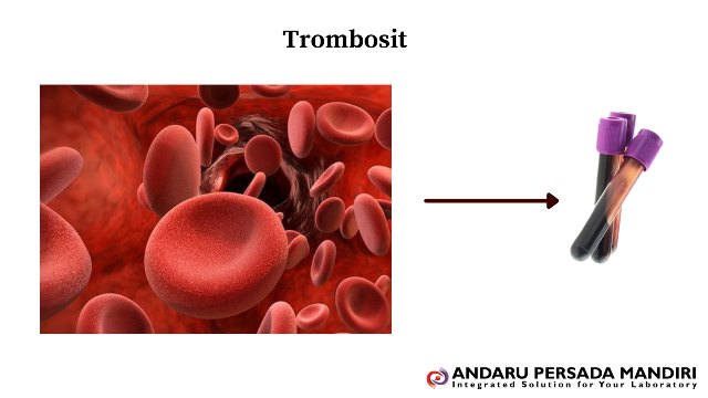 ilustrasi darah trombosit