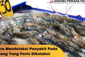 Cara Mendeteksi Penyakit Pada Udang Yang Perlu Diketahui