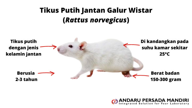 ilustrasi gambar tikus putih jantan galur wistar (Rattus norvegicus)