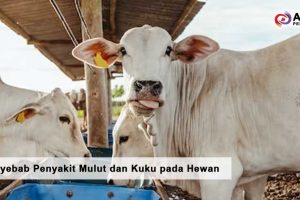 Apa Penyebab Penyakit Mulut dan Kuku pada Hewan