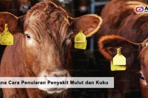 Bagaimana Cara Penularan Penyakit Mulut dan Kuku