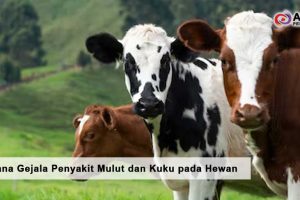 Bagaimana Gejala Penyakit Mulut dan Kuku pada Hewan