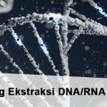 Ekstraksi DNA RNA – Sekilas Tentang Ekstraksi DNA/RNA