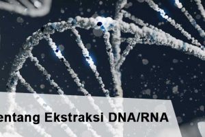 Ekstraksi DNA RNA – Sekilas Tentang Ekstraksi DNA/RNA