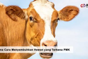 Bagaimana Cara Menyembuhkan Hewan yang Terkena PMK
