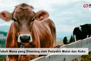 Bagian Tubuh Mana yang Diserang oleh Penyakit Mulut dan Kuku