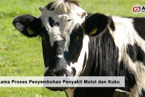 Berapa Lama Proses Penyembuhan Penyakit Mulut dan Kuku