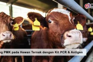 Screening PMK pada Hewan Ternak dengan Kit PCR & Antigen